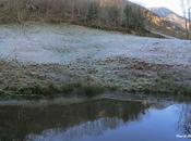 ¿Por congelan ranas peces charcas?