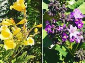 Enero.- Invierno Primavera? Domingo