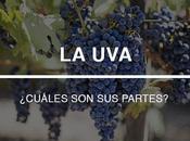 uvas: ¿qué partes tienen?