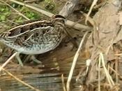 Gallinago Sant Adrià