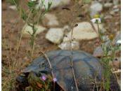 Tortuga morrocoyo