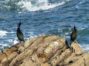 Cormoranes moñudos amenazados