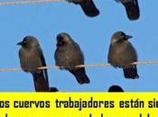 Estos cuervos trabajadores están siendo entrenados para recoger basura parque