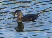 Macá pico grueso (Pied-billed Grebe) Podilymbus podiceps