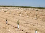 Cómo plantar almendros paso