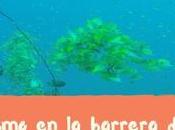 Buceo barrera coral Madagascar
