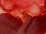 National Geographic sigue saga vientre materno'