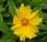 Coreopsis lanceolata