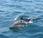 Doñana cataloga delfines comunes Bahía Algeciras