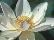 Flor Loto