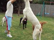 "Nuestro" niño Jonas