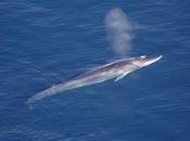 caza ballenas Islandia