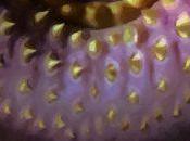 Pedro Moscatel: prohíbo volver dormir