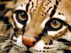 Ocelote