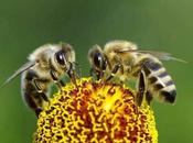 Apicultores EE.UU. pierden último abejas