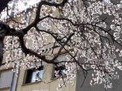 Almendros flor