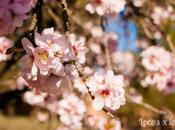 almendros flor Quinta Molinos