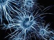 cerebro adulto genera nuevas neuronas, según nuevo estudio (investigación)
