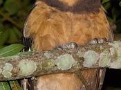 Lechuzón mocho chico (Tawny-browed Owl) Pulsatrix koeniswaldiana