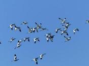 Vientos este migración