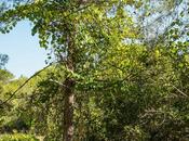 Viñas asilvestradas