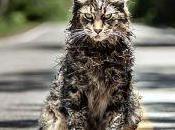 Cementerio animales (2019)