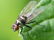 ¿Hay muchas #moscas casa? Elimínalas estos remedios caseros