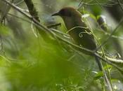 Yeruvá (Rufous-capped Motmot) Baryphthengus ruficapillus