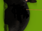 curiosidad mato gato O¿La persona descubrio