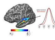Cerebros personas ciegas adaptan para Audición