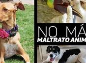 registrado casos maltrato animal