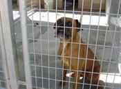 Nala, hembra boxer perrera. urgente!!!