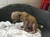 Buscamos acogida urgente