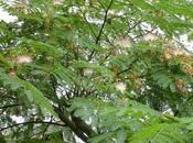 Albizia julibrissin