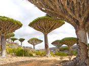 Isla Socotra, destinos exóticos viajes para aventureros