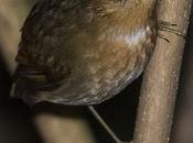 Chupadientes (Rufous Gnateater) Conopophaga lineata