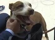 perra juicio contra antiguo dueño maltrato animal.