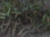 conociendo sembrando bromelia cryptanthus