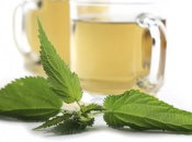 Artricenter: ortigas para tratar artrosis