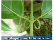 Artricenter: gato, planta medicinal para aliviar artrosis