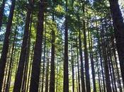 Monumento Natural Sequoias Monte Cabezón