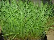 Wheatgrass, hierba trigo gran aliado para salud