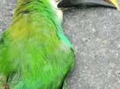 Altas temperaturas están matando aves Huasteca