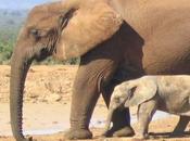 Comente elefantes visitando Centro Conservación Elefantes Animal-Care.net vida trata salvar animales!
