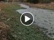 Vídeo: aguas negras descargan Presa José