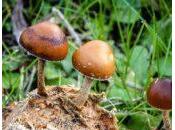 Cucumelo: hongos alucinógenos Uruguay