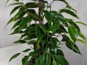 (Bonsais) Ficus Benjamina (normal variegado)