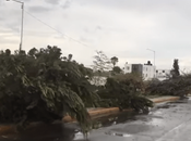 Vídeo: Lluvia derriba árboles oriente ciudad