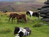 mejores excursiones Parque Nacional Dartmoor