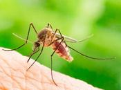 Prevenir mosquitos hogar